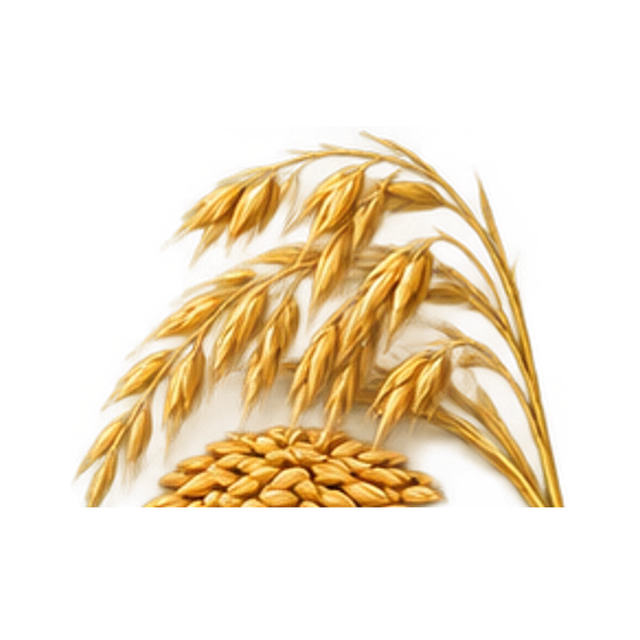 Oat guide illustration