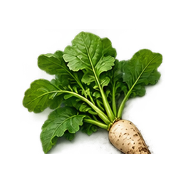 Oilseed Radish guide illustration