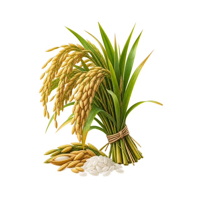Rice guide illustration