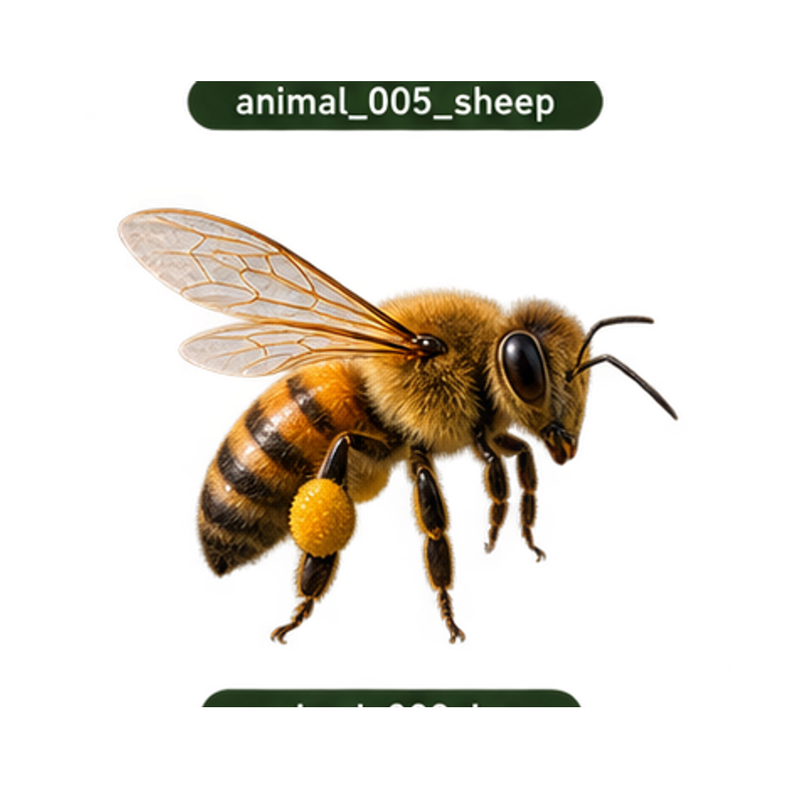 Bees guide illustration